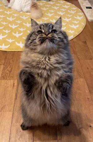 自慢げな猫　「おまんじゅう」みたいな１枚に『４万いいね』