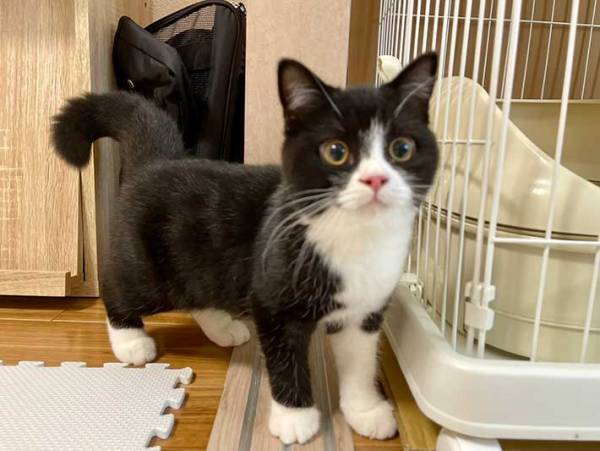 履き間違えちゃった？　猫の足元を見ると…「最高」「眼福かよ」