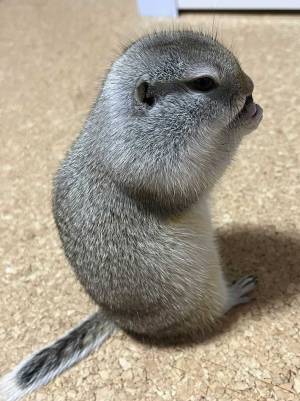 リスの頭に、飼い主が爆笑！　そのワケに「これは反則」「この生き物は何！？」