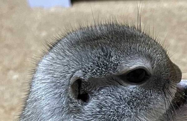 リスの頭に、飼い主が爆笑！　そのワケに「これは反則」「この生き物は何！？」