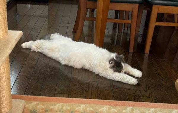 残暑バテする猫　行き倒れる姿に「今日の私じゃん」「なかなか珍しい」