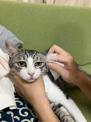 絵に描いたような…　耳掃除中の猫が見せた『表情』に「笑うわ！」