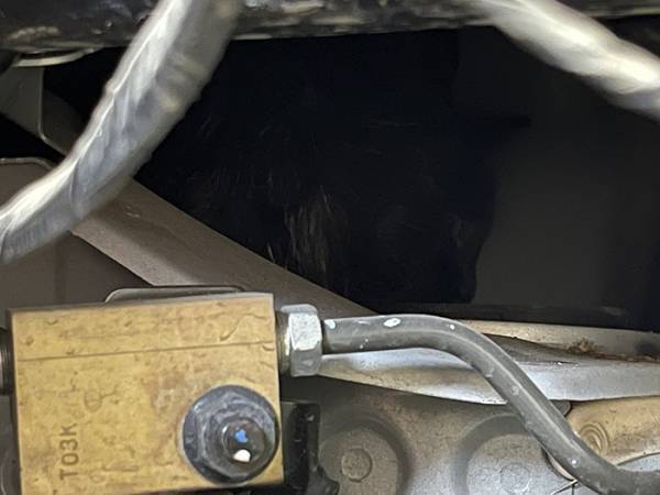 「黒猫を譲ってください」と投稿した男性　半年後？「涙が出た」「なんという奇跡」