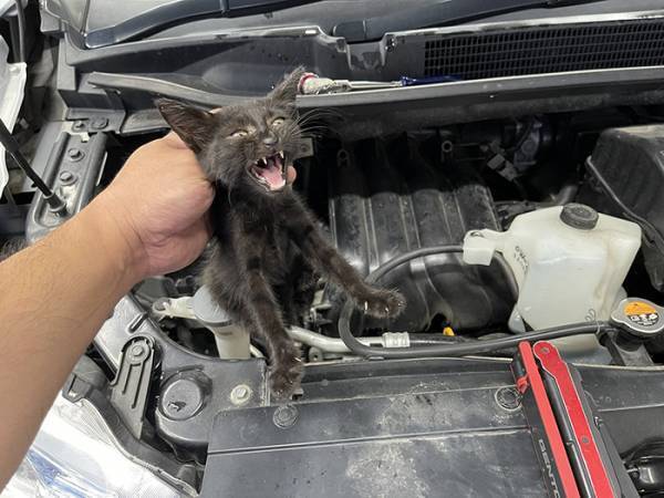 「黒猫を譲ってください」と投稿した男性　半年後？「涙が出た」「なんという奇跡」