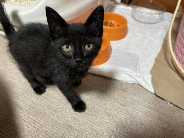 「黒猫を譲ってください」と投稿した男性　半年後？「涙が出た」「なんという奇跡」