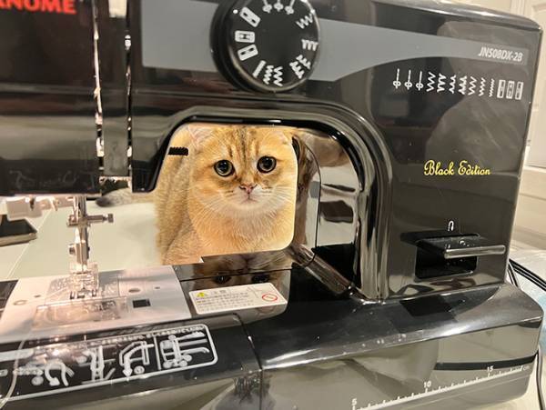 「新手のネコハラ」「１００点満点」　ミシンを使おうとした飼い主が…