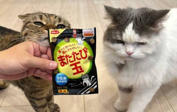 ２匹の猫に『またたび』を見せると？　反応の違いに「ナイスリアクション」