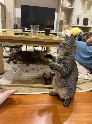 立ち姿の猫　１枚に「笑った」「歴５年のベテランかよ」