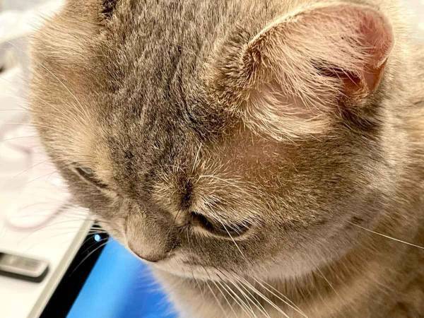 キーボードの上で？　３０分後の１枚に「笑った」