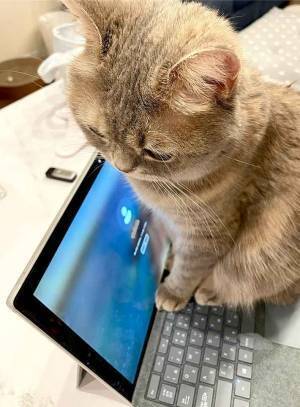 キーボードの上で？　３０分後の１枚に「笑った」