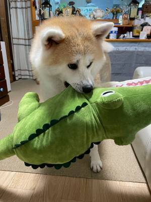 「たまには噛まれてみたいのかも」　ぬいぐるみと遊ぶ秋田犬の姿が？