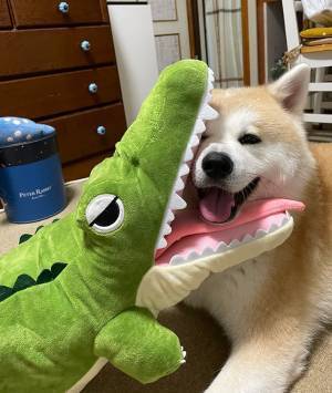 「たまには噛まれてみたいのかも」　ぬいぐるみと遊ぶ秋田犬の姿が？