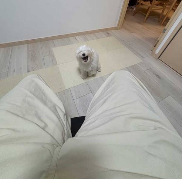 犬「クチャクチャクチャ」　楽しそうに犬語を話す犬に「最高です」「ツボに入った」