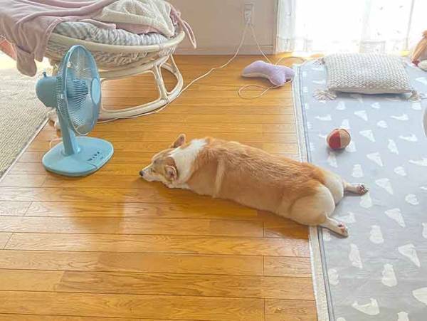 扇風機の前でくつろぐコーギー　１枚に『１５万いいね』