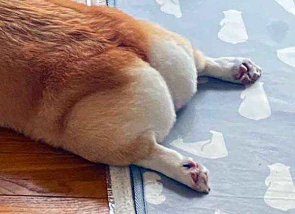 扇風機の前でくつろぐコーギー　１枚に『１５万いいね』