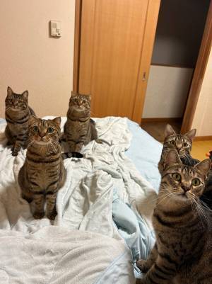 「キジトラたちが現れた！」　１枚に「満員御礼」「すごい圧」