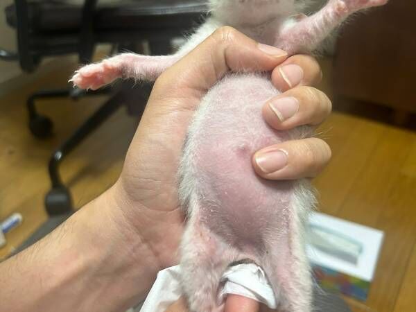 飼い主「見て…満足げなこの表情…」　ミルクを飲んだ子猫の表情が話題に