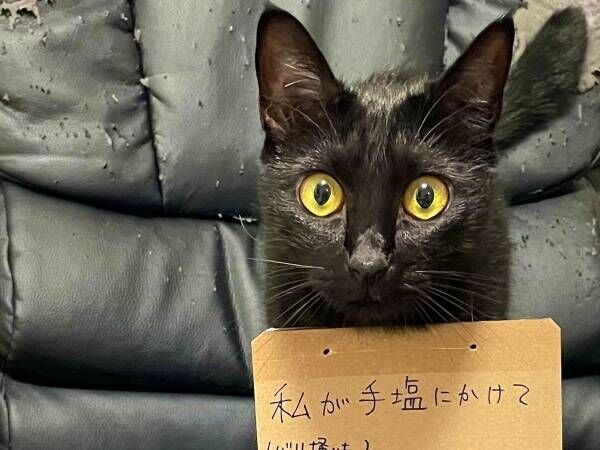 飼い主「やめなさい」　猫のやらかしに「最高傑作」「我が家といい勝負」