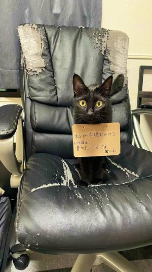 飼い主「やめなさい」　猫のやらかしに「最高傑作」「我が家といい勝負」