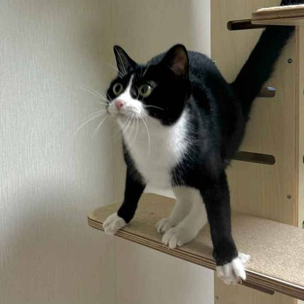 新しいオモチャを見たら？　１枚に「笑った」「どこかで見たポーズ」