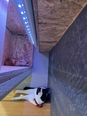 飼い主「変な声が出た」　２匹の愛猫を見に行くと…「どんな夢を見てるんよー！」