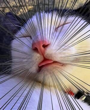 猫の写真