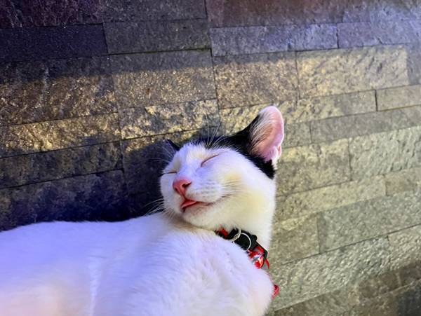 飼い主「変な声が出た」　２匹の愛猫を見に行くと…「どんな夢を見てるんよー！」