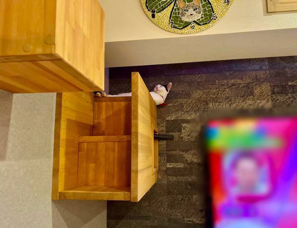 飼い主「変な声が出た」　２匹の愛猫を見に行くと…「どんな夢を見てるんよー！」