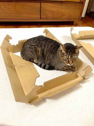 ダンボールだけど？　１枚に「笑った」「発送されてきたな」