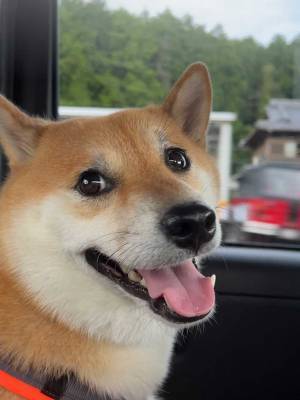 飼い主とドライブ中…　表情に「笑った」「渋滞も苦じゃない！」