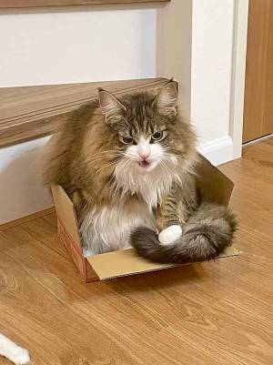 ダンボールに入った猫　いつもと違う状況に「笑った」「悪い顔してるな」