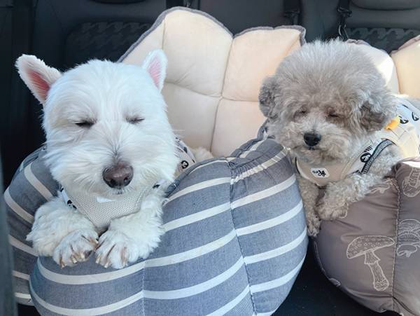 夜更かしをして遊んでいた２匹　翌日の姿に「爆笑！」「顔がおそろい」