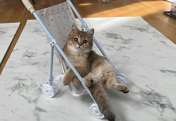 飼い主「こんなに変わってないことある？」　比較写真が『奇跡のベビーフェイス』