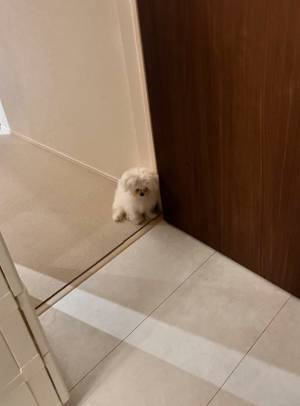 この世の終わり？　飼い主がお風呂に入ると悟ったマルチーズが「しょぼーん」