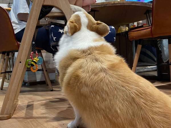 コーギーが狙うのは？　息子と写る１枚に「笑いが止まらない」「策士か」