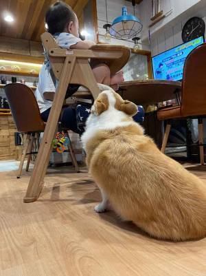 コーギーが狙うのは？　息子と写る１枚に「笑いが止まらない」「策士か」