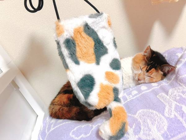 １００均の商品を抱く猫？　写真に「探しに行かないと」「これは欲しい」
