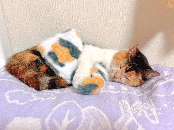 １００均の商品を抱く猫？　写真に「探しに行かないと」「これは欲しい」