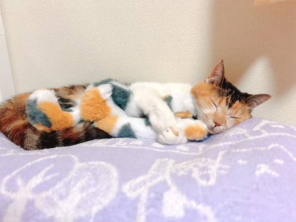 １００均の商品を抱く猫？　写真に「探しに行かないと」「これは欲しい」