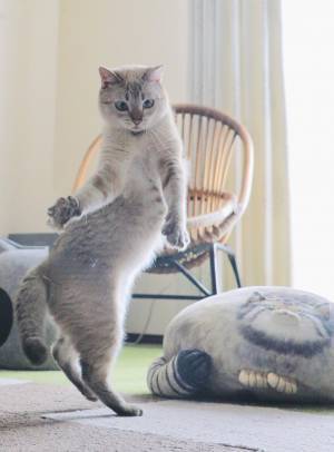 まるで実写版！　漫画のような猫の１枚に「ひねりがすごい」