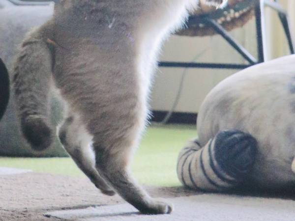 まるで実写版！　漫画のような猫の１枚に「ひねりがすごい」