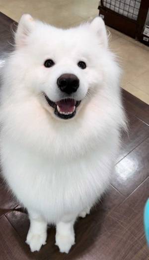 サモエド、人が好きすぎて？　ある場所で見せた表情に「いい顔」「そのままでいて」