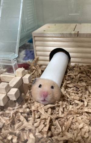ハムスターの姿に「思わず声出た」　トイレットペーパーの芯から…