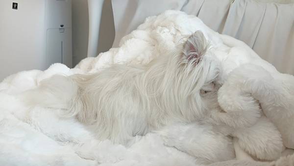 お分かりいただけただろうか…　『未確認生物』のような見た目に「どこからが犬？」