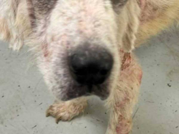 痛々しい体だった犬が…現在の姿に「なんて美しいんだ！」