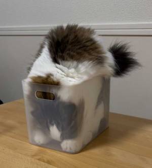 猫「入れない箱なんてないニャ！」　選んだ場所が『斜め上』すぎて…