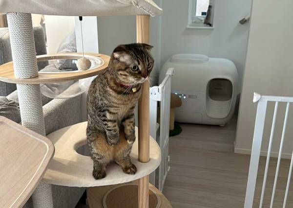 ２本足で立ちすくむ愛猫　謎の行動が「面白い」