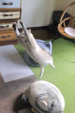 連休明けか…　１匹の姿に「元気もらった」「かましてるな」