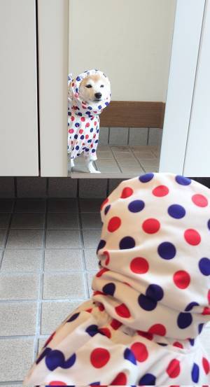 お出かけ前の柴犬、鏡の前で？　「笑った」「絶妙な表情」