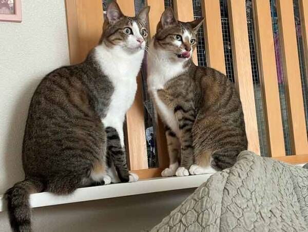 猫の写真